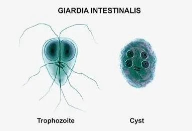 Will olive leaf extract kill parasites